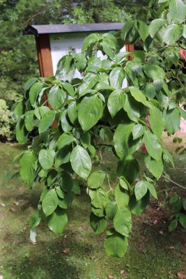 Cornus nuttalii - dřín Nuttalův - olistění